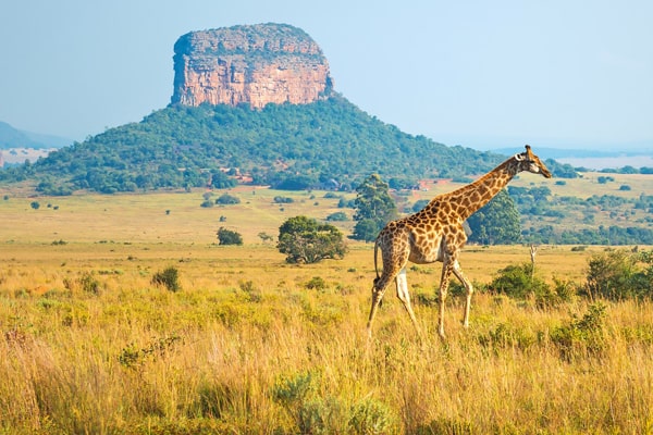 Cursos y escuelas en el extranjero de inglés en Sudáfrica