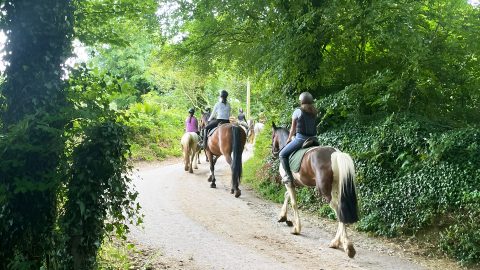 Campamento de verano de inglés y equitación en Cork
