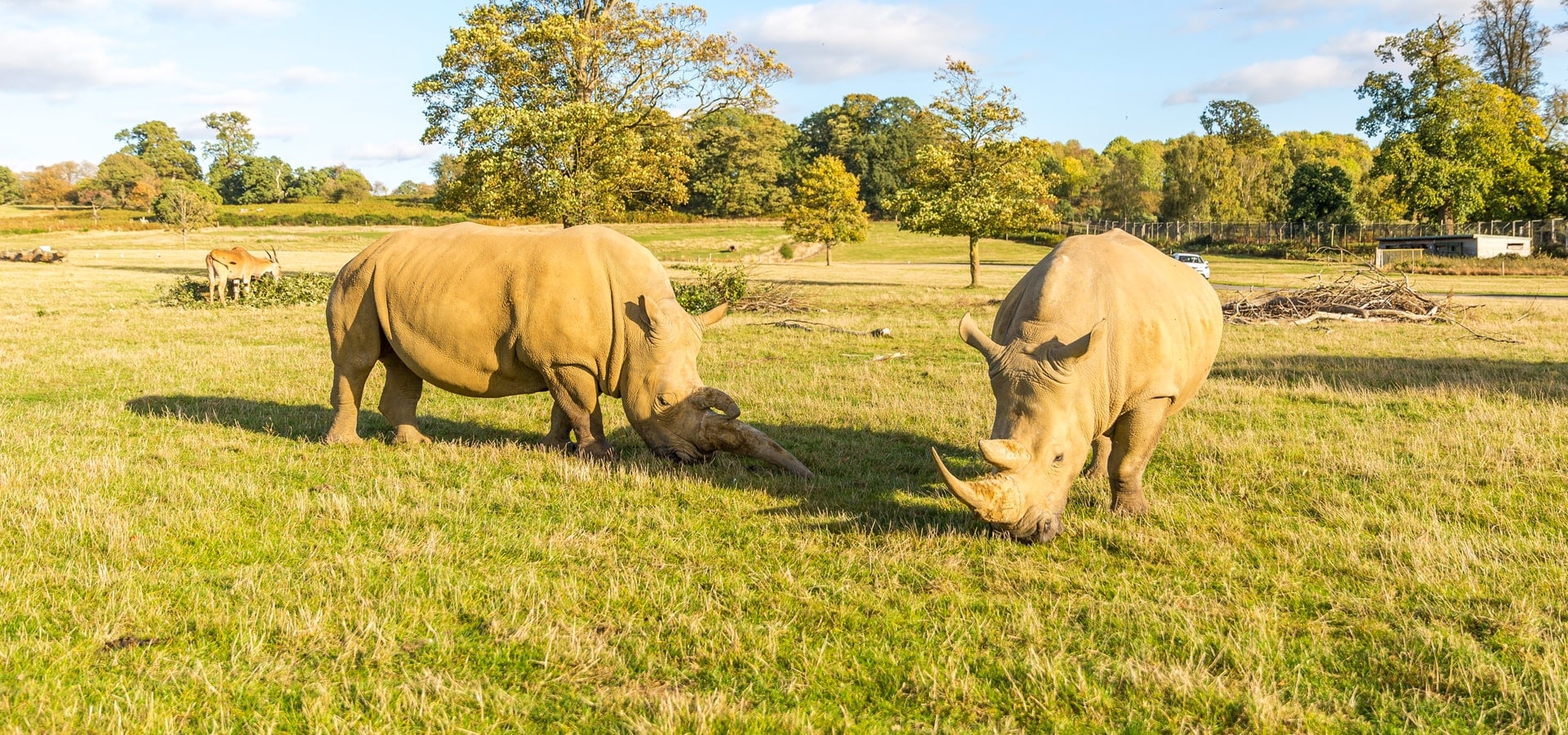 Campamento de verano de inglés y safari en Inglaterra