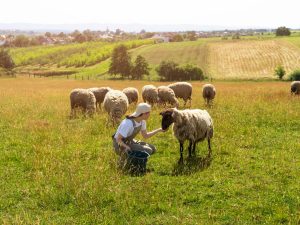 Inmersión en familia irlandesa para niños y adolescentes 11