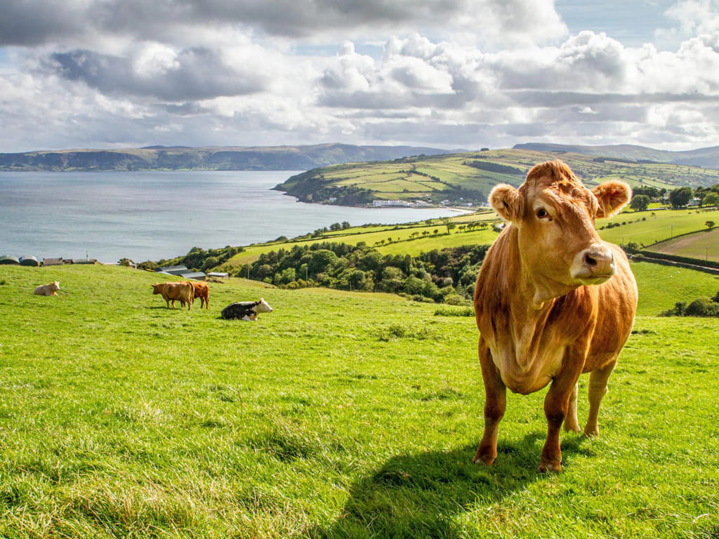 Inmersión en familia irlandesa para niños y adolescentes 6